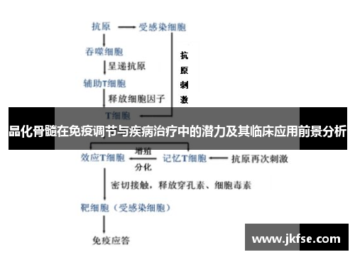 晶化骨髓在免疫调节与疾病治疗中的潜力及其临床应用前景分析